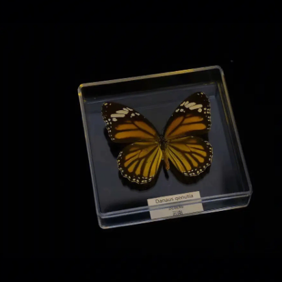 Daniel Phillips (danielphillips.lens) Lens social identity (.lens handle) PFP