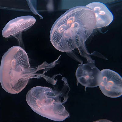 Gnoil (qionsi.lens) Lens social identity (.lens handle) PFP