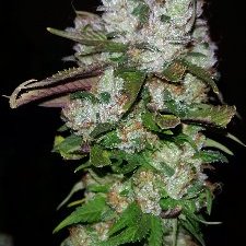 GrowMizz (growmizz.lens) Lens social identity (.lens handle) PFP