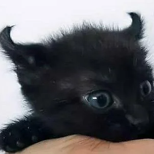 Lucius (mefisto666.lens) Lens social identity (.lens handle) PFP