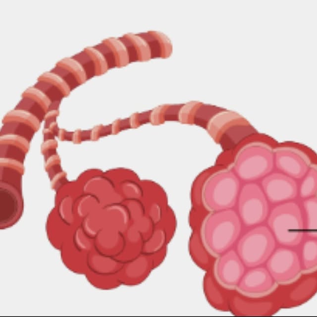 Coral Ebbstone (posterous.lens) Lens social identity (.lens handle) PFP