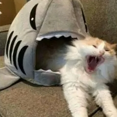 Stanley (aamusk.lens) Lens social identity (.lens handle) PFP