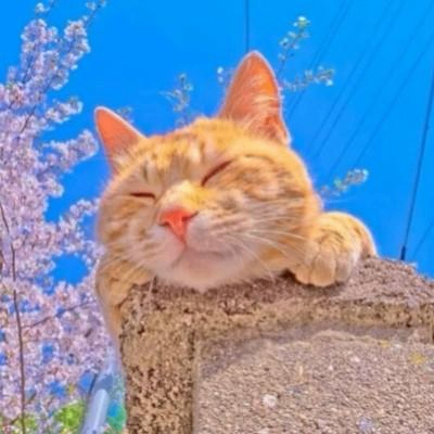 Surpriseddd (surprised.lens) Lens social identity (.lens handle) PFP