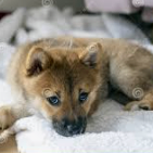 shuidianfei (hfg78.lens) Lens social identity (.lens handle) PFP