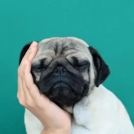 Whisper (maureenmary.lens) Lens social identity (.lens handle) PFP