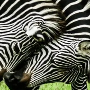 Alfred Violet (ooooll.lens) Lens social identity (.lens handle) PFP