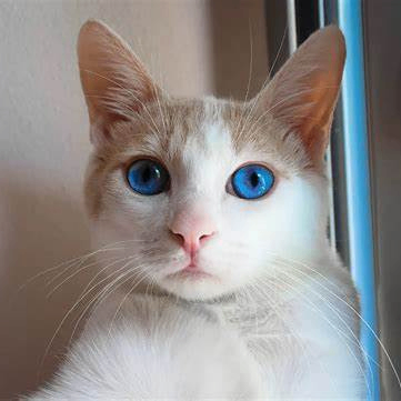 Caroline (caroline.lens) Lens social identity (.lens handle) PFP