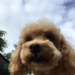 Chienpoo Français Joyeux (cockapoo.lens) Lens social identity (.lens handle) PFP