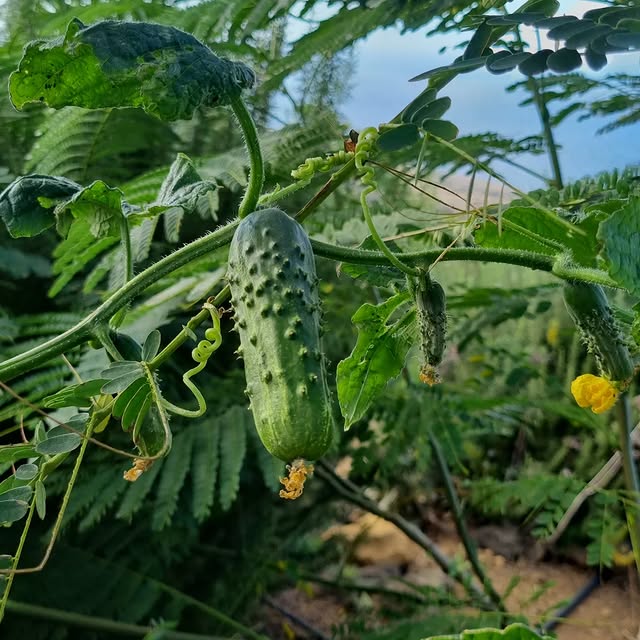 Harper Ellison (popcash.lens) Lens social identity (.lens handle) PFP