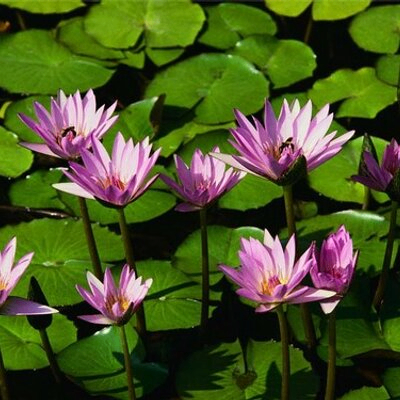 cinta ajah (fmsiaohfwq.lens) Lens social identity (.lens handle) PFP