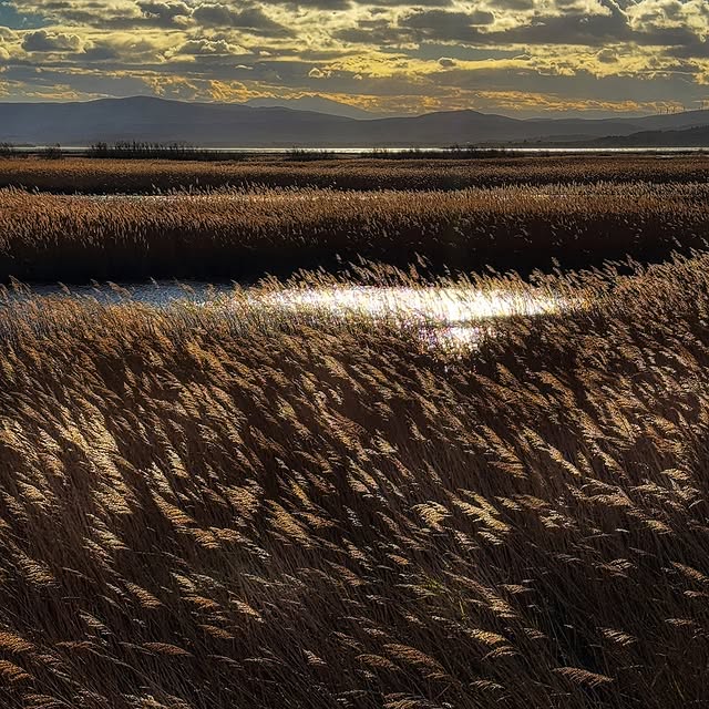 ImmersaVision (pushpin.lens) Lens social identity (.lens handle) PFP