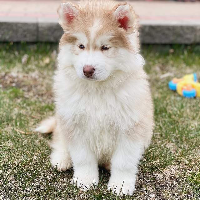 EcoWiz (updaterss.lens) Lens social identity (.lens handle) PFP