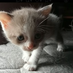 kyo (kyoda.lens) Lens social identity (.lens handle) PFP