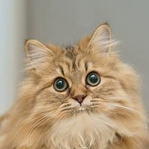 Jeff Dobbin (jjjjq.lens) Lens social identity (.lens handle) PFP