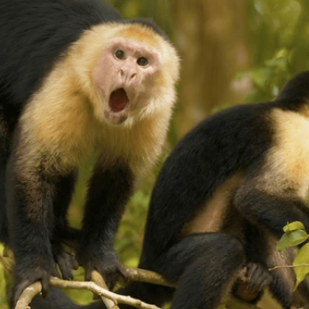 Luna Solstice (solsc.lens) Lens social identity (.lens handle) PFP