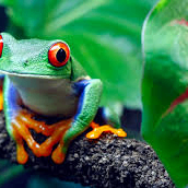 frfxed1 (frfxed1.lens) Lens social identity (.lens handle) PFP