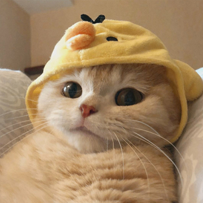 lens29 (lens29.lens) Lens social identity (.lens handle) PFP