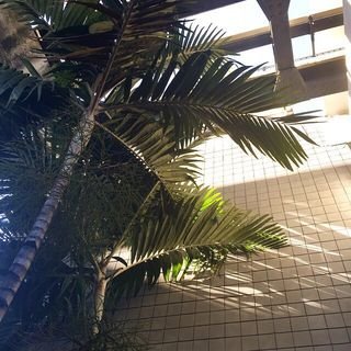 shirtstuckedin (shirtstuckedin.lens) Lens social identity (.lens handle) PFP