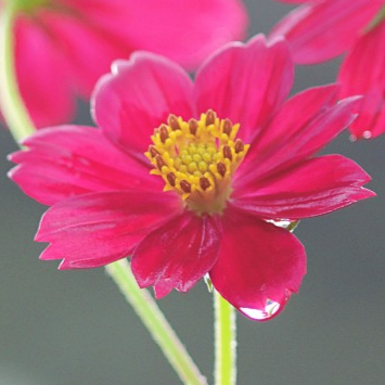 cryptoministerium (cryptoministerium.lens) Lens social identity (.lens handle) PFP