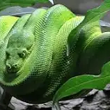 Alex (0x356alex.lens) Lens social identity (.lens handle) PFP