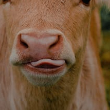 88 (88560.lens) Lens social identity (.lens handle) PFP