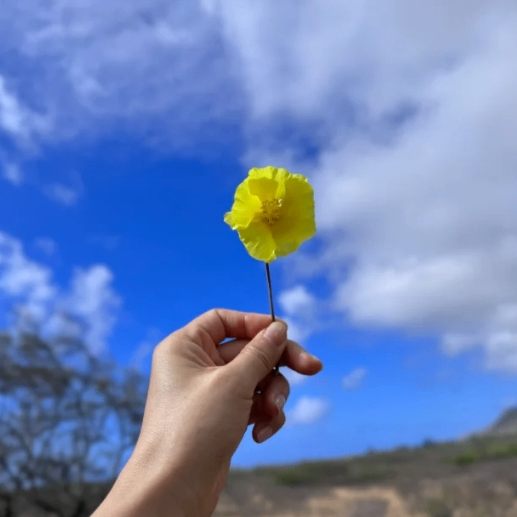 rubby (tennisball.lens) Lens social identity (.lens handle) PFP