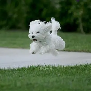 SunflowerMist (sosolitude.lens) Lens social identity (.lens handle) PFP