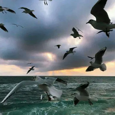 gamil (gamil.lens) Lens social identity (.lens handle) PFP