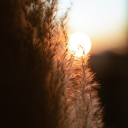 Yasir (586878.lens) Lens social identity (.lens handle) PFP