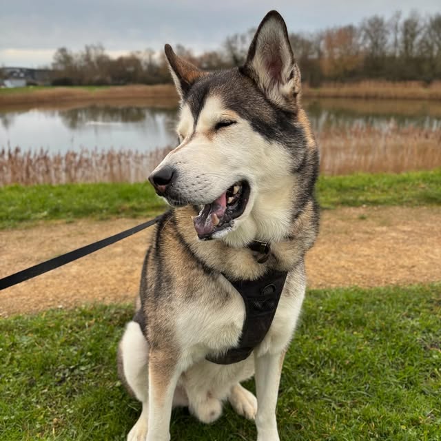 Elastic Innovators Lab (astronautglen.lens) Lens social identity (.lens handle) PFP