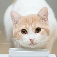 Tab Amelia (jjjjw.lens) Lens social identity (.lens handle) PFP