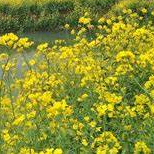 Lance Landon (hhhhho.lens) Lens social identity (.lens handle) PFP