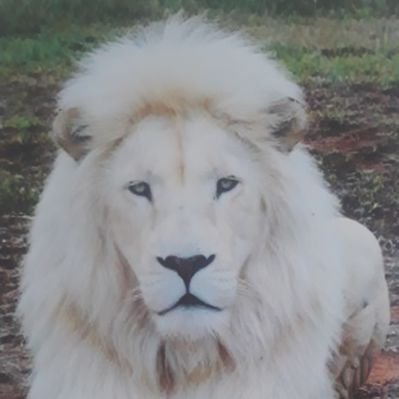 niconic93298898 (niconic93298898.lens) Lens social identity (.lens handle) PFP