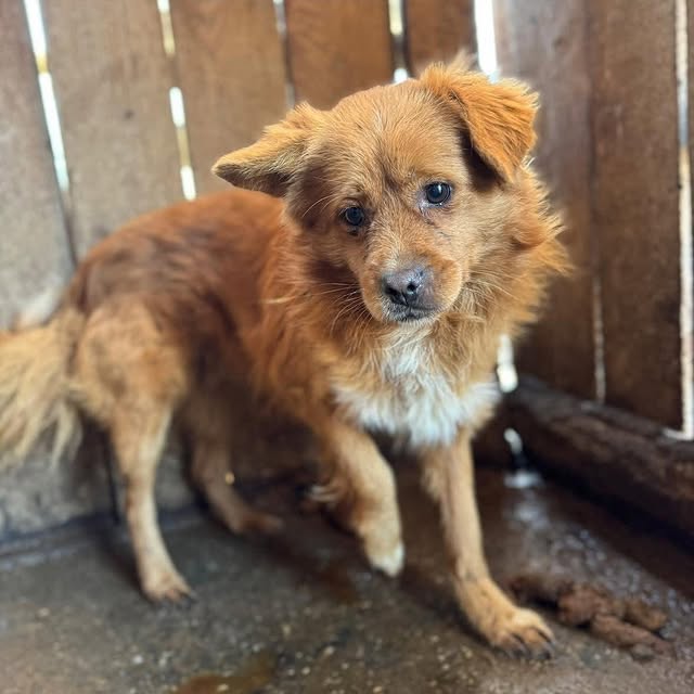 Stadium Spirit (jsadapi.lens) Lens social identity (.lens handle) PFP