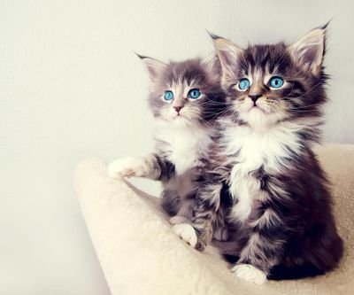 sohaib_nanou (10513.lens) Lens social identity (.lens handle) PFP