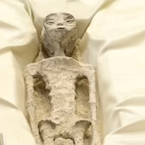 StarChief (starchief.lens) Lens social identity (.lens handle) PFP