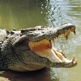 Cornelius Strange (smoffy.lens) Lens social identity (.lens handle) PFP