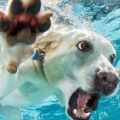 Alexia Alice (wrrytkfrdjjhffg.lens) Lens social identity (.lens handle) PFP