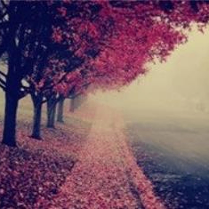 Yetta Frank (dlsss.lens) Lens social identity (.lens handle) PFP