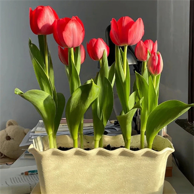 Masod (zhijiec.lens) Lens social identity (.lens handle) PFP