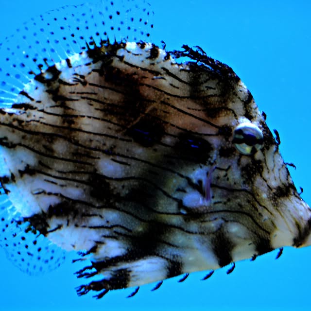 Skyward Innovator (wtp101.lens) Lens social identity (.lens handle) PFP