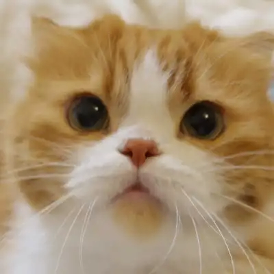 Spaceland (spacelands.lens) Lens social identity (.lens handle) PFP