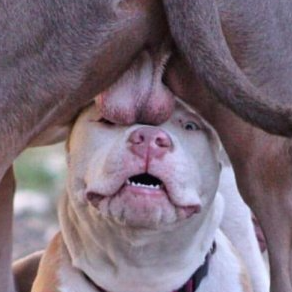 siggi (siggi.lens) Lens social identity (.lens handle) PFP