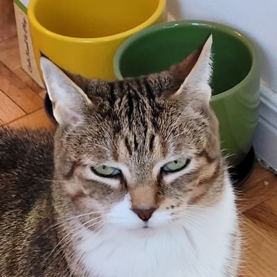 newgeographer2 (newgeographer2.lens) Lens social identity (.lens handle) PFP