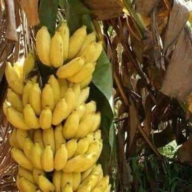 Manuel53461469 (12817.lens) Lens social identity (.lens handle) PFP