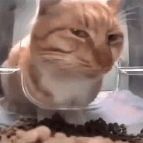 Machaon (machaon.lens) Lens social identity (.lens handle) PFP