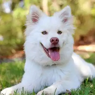 Ophelia Louise (eeeeea.lens) Lens social identity (.lens handle) PFP