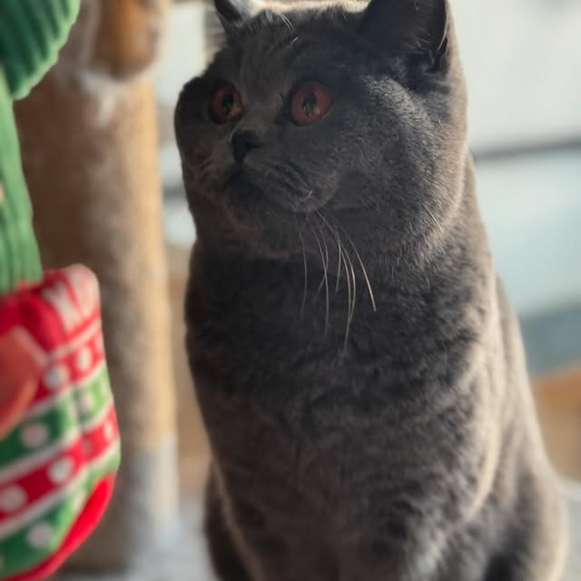 Threshold Mechanics (jqueryui.lens) Lens social identity (.lens handle) PFP