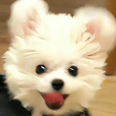 afvav (alicea.lens) Lens social identity (.lens handle) PFP