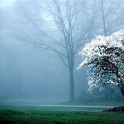 robert (paoayebsso.lens) Lens social identity (.lens handle) PFP